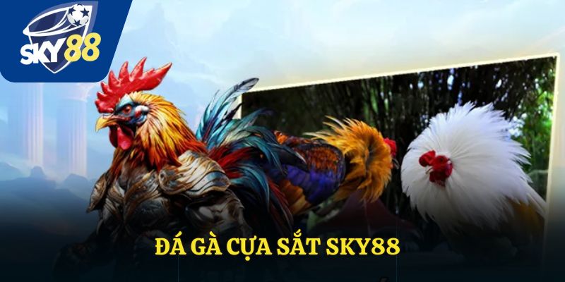 Đá Gà Cựa Sắt: Trải Nghiệm Kịch Tính Chỉ Có Tại Sky88