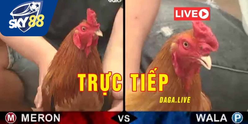 Tại sao đá gà mạng hấp dẫn?